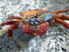 06-Sally Lightfoot Crab